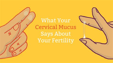 Yes, it is possible to get pregnant from pre-ejaculate fluid, or precum. This fluid is mostly a lubricant, but it can also transport sperm from the penis to the vagina. Releasing precum is not ...